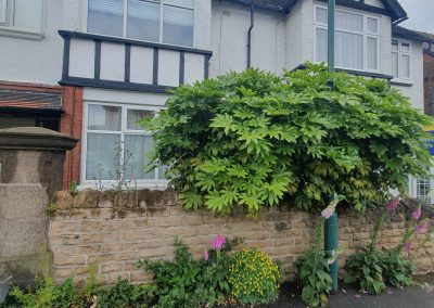 80 Victoria Crescent - Garden clearance
