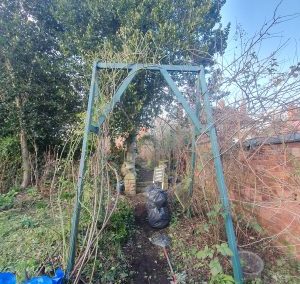 Rose Pruning