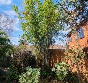 Bamboo Pruning – Sherwood